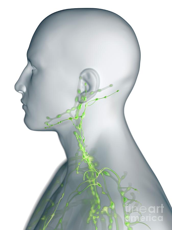 Lymphatic System Of The Neck Photograph by Sebastian Kaulitzki/science ...