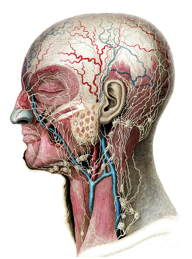 Lymphatics Of Head And Neck Photograph By Microscape Science Photo