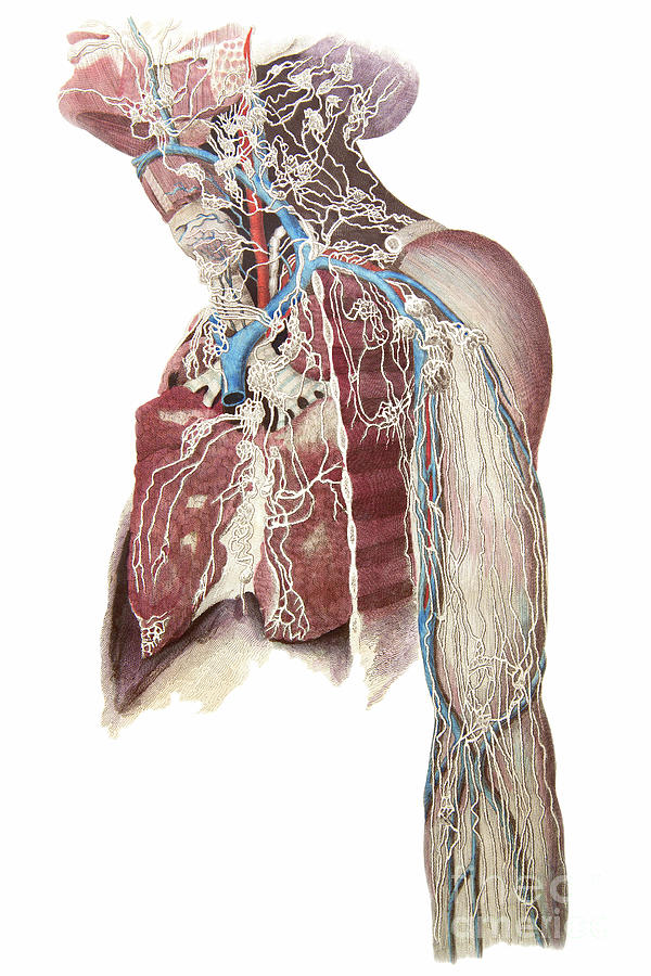 Lymphatics Upper Limb by Microscape/science Photo Library