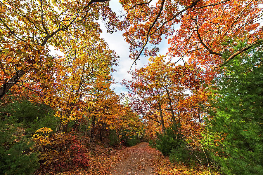 Lynn Woods Fall Foliage Path Lynn Massachusetts Photograph by Toby McGuire