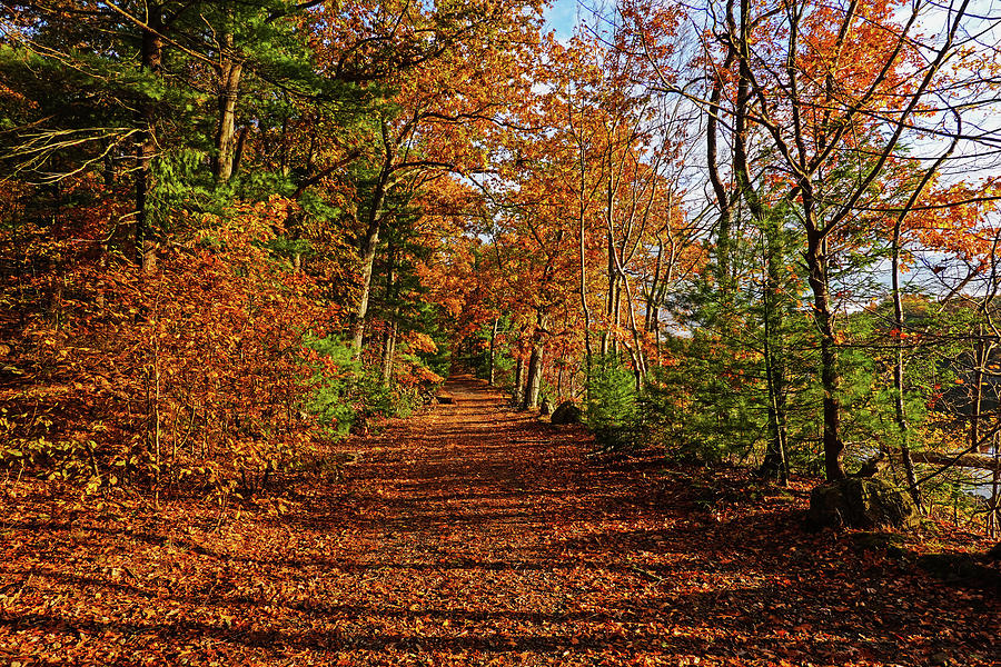 Lynn Woods Sunlit Path Fall Foliage Lynn Massachusetts Photograph by Toby McGuire
