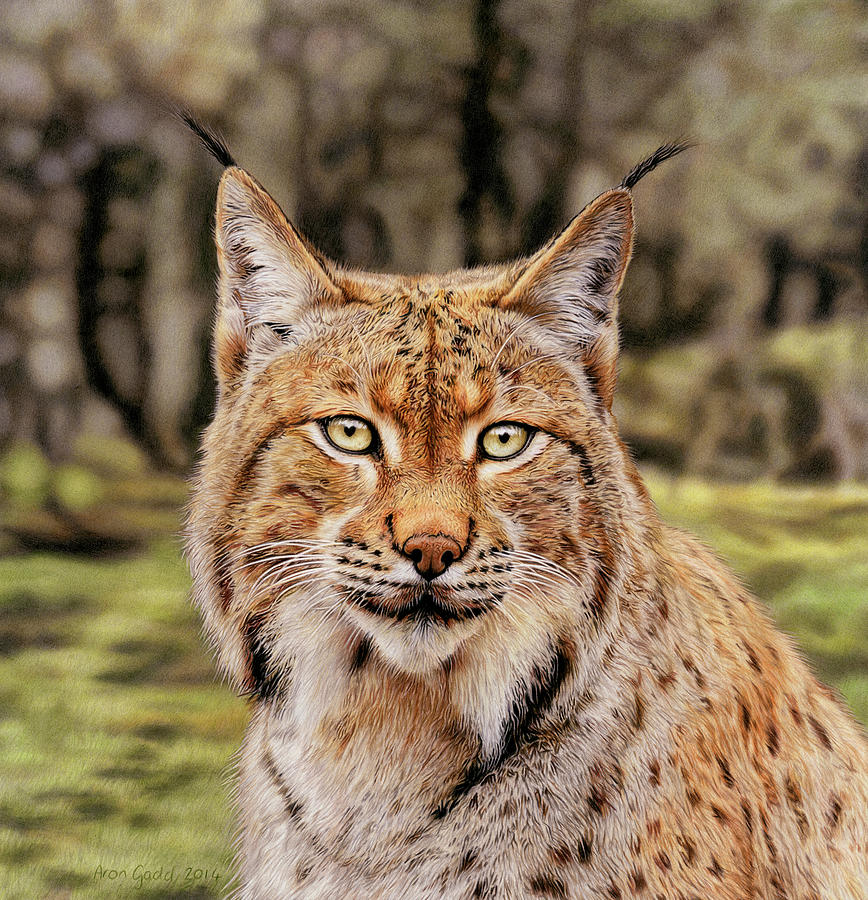 Portrait Painting - Lynx by Aron Gadd