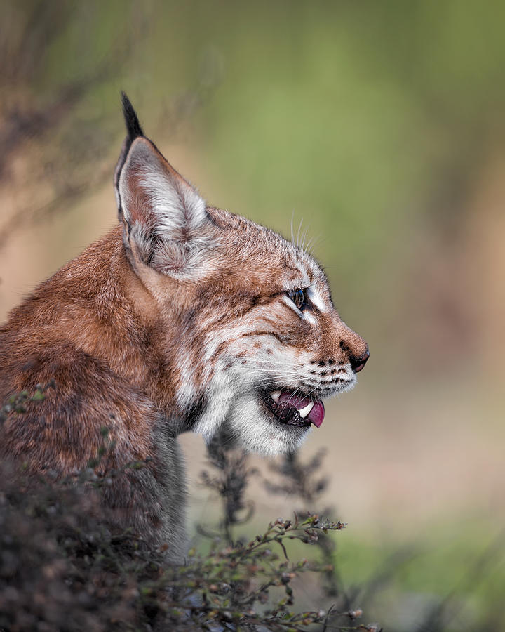 Animal Photograph - Lynx by Fegari