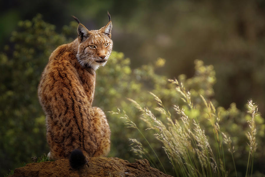 Lynx Fine Art. Photograph by Sergio Saavedra Ruiz