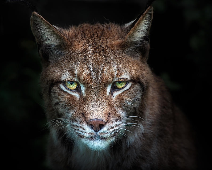 Lynx Gaze Photograph by Santiago Pascual Buye