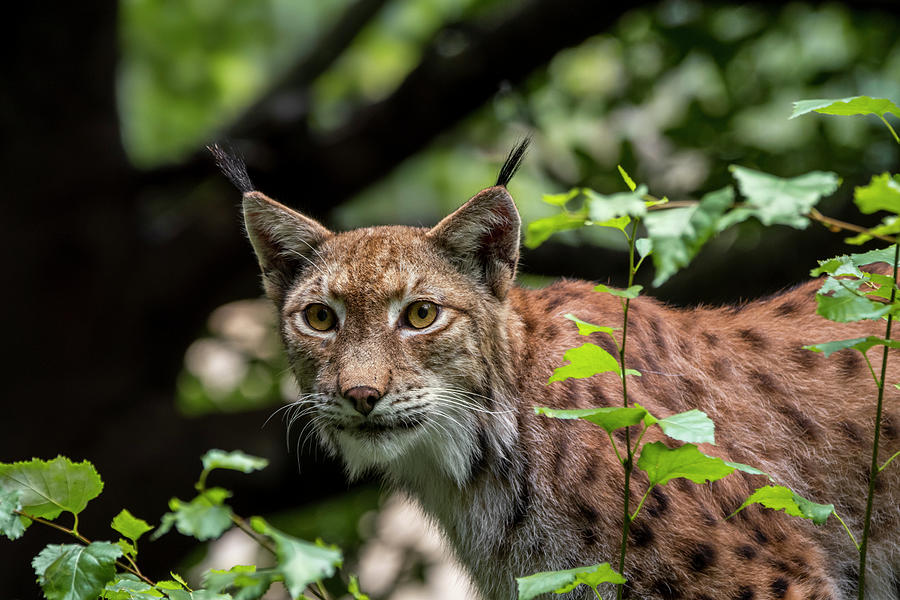 Lynx Hunting in Forest Photograph by Arterra Picture Library