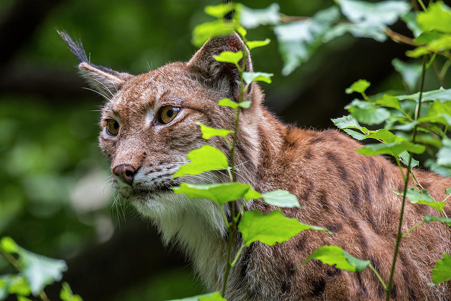 Lynx in Forest Photograph by Arterra Picture Library
