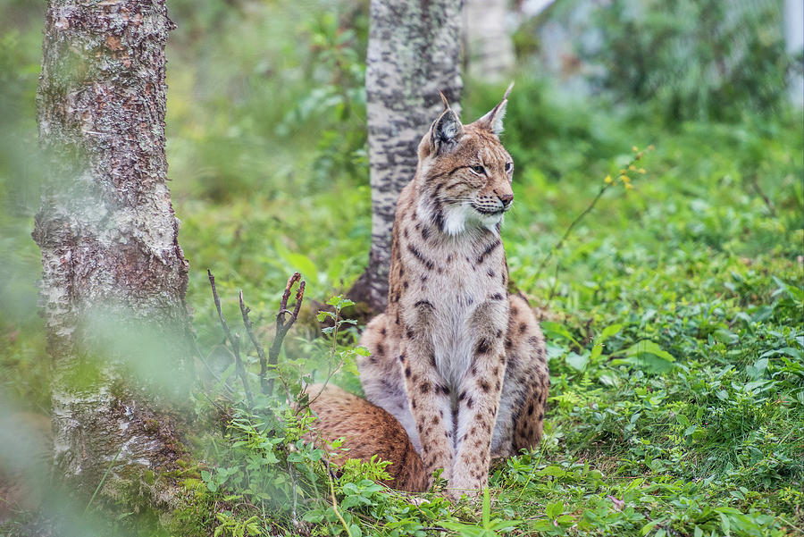 Lynx In Polar Zoo, Troms, Norway Digital Art by Stefano Coltelli