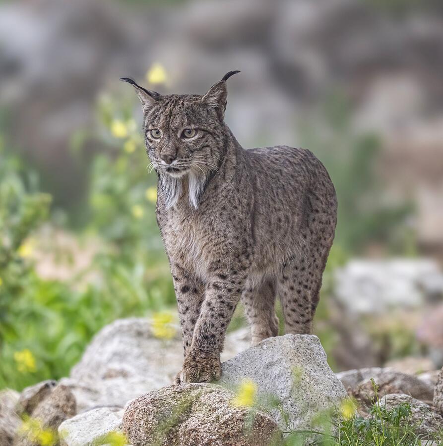 Lynx In The Fog Photograph by Jose Curto