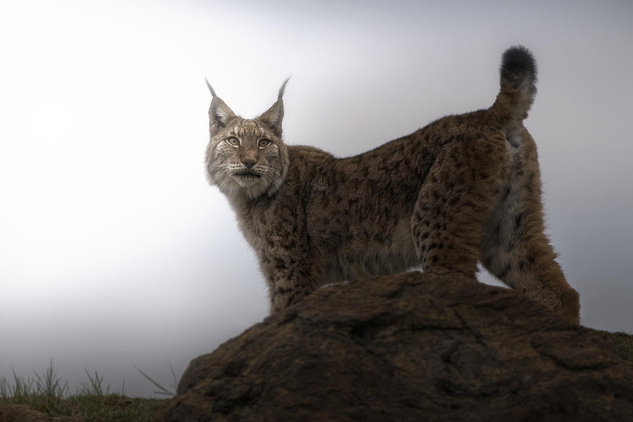 Animal Photograph - Lynx In The Mist. by Sergio Saavedra Ruiz