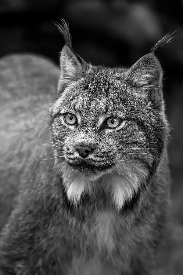 Lynx Lynx Canadensis , Chilkat River Photograph by John Hyde | Fine Art ...