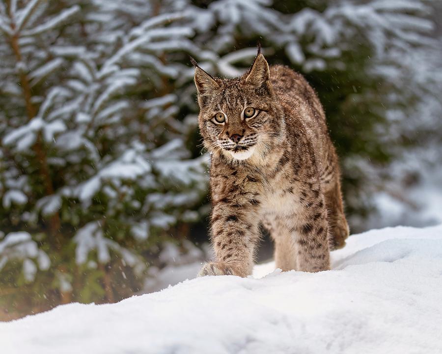 Lynx Photograph by Michaela Firešová - Fine Art America