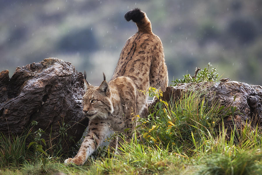 Animal Photograph - Lynx On The Move by Mario Moreno