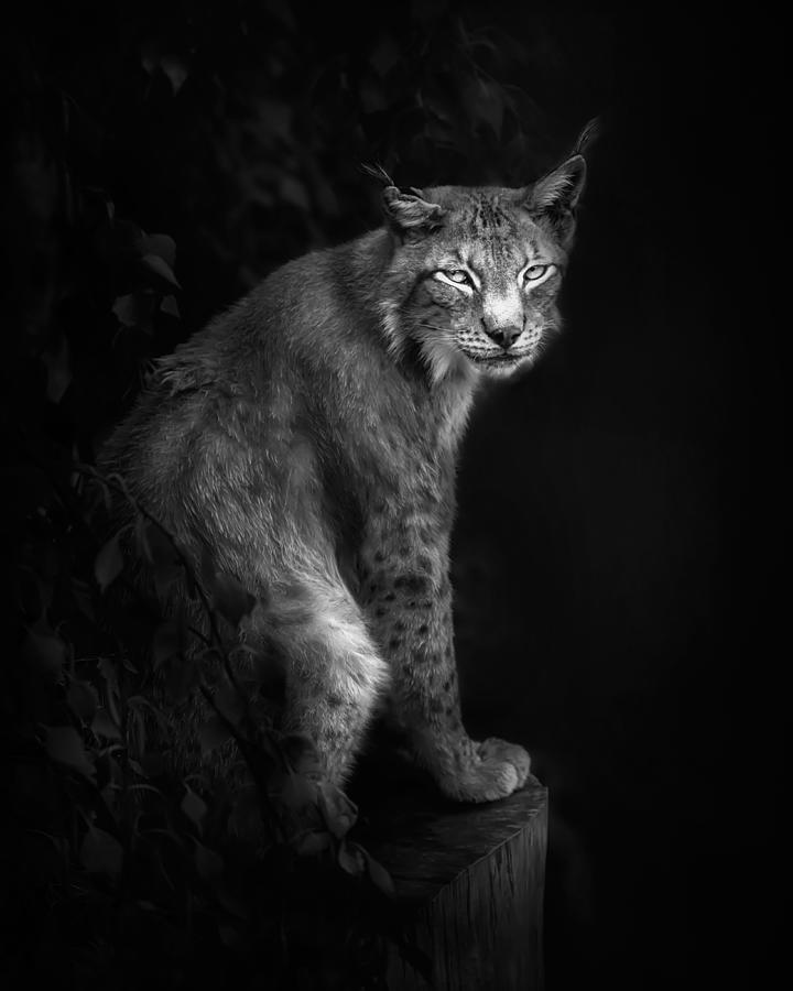 Lynx Portrait In B&w Photograph by Santiago Pascual Buye