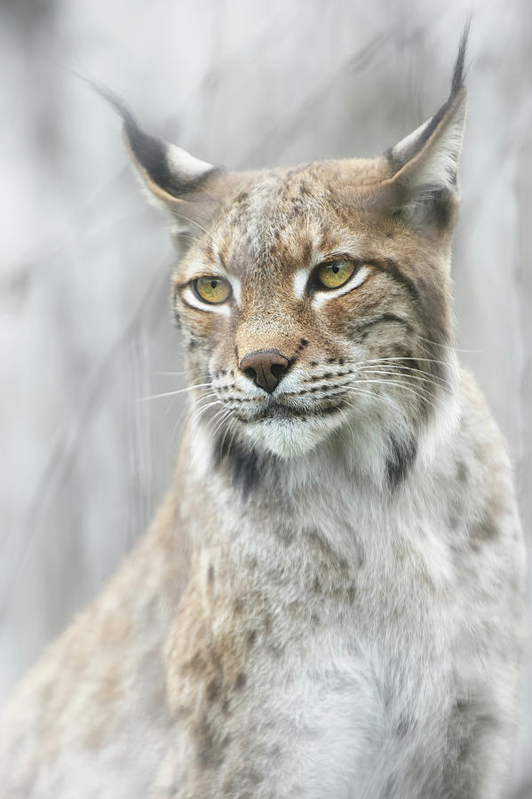 Lynx Portrait In The Fog Photograph by Santiago Pascual Buye