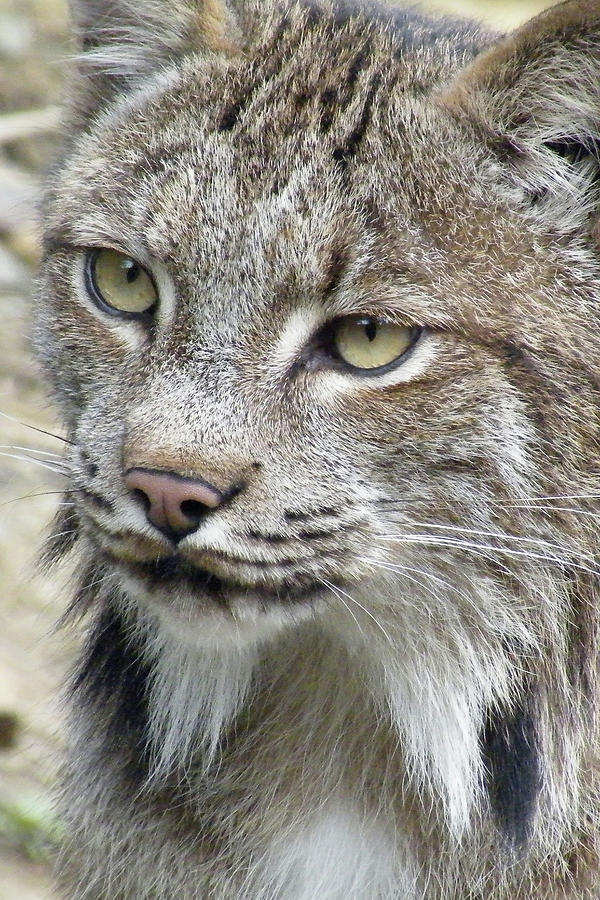 Lynx Portrait Photograph by Moelyn Photos