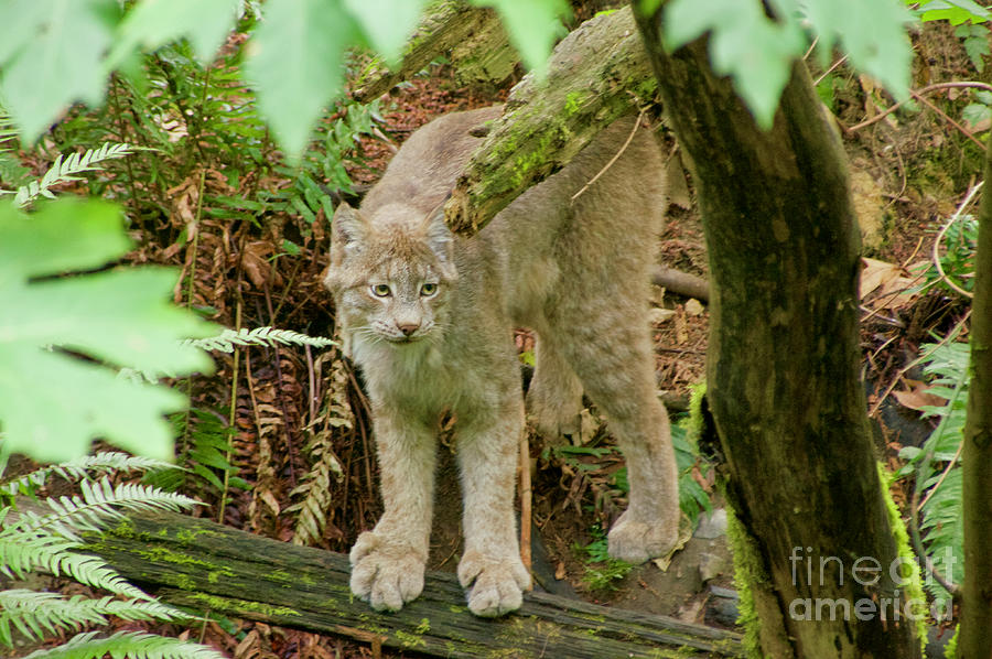 Lynx Photograph by Sean Griffin