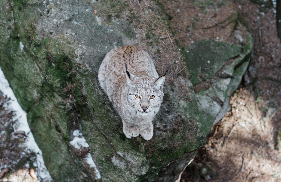 Nature Photograph - Lynx Sitting On A Rock Looking Up At The Camera by Cavan Images