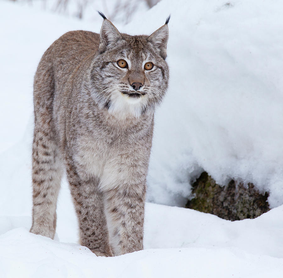 Lynxin Snow Photograph by Www.wm Artphoto.se