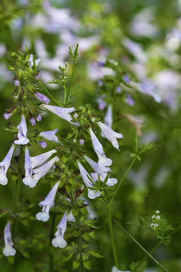Lyreleaf Sage - Salvia lyrata Wildflowers Photograph by Kathy Clark
