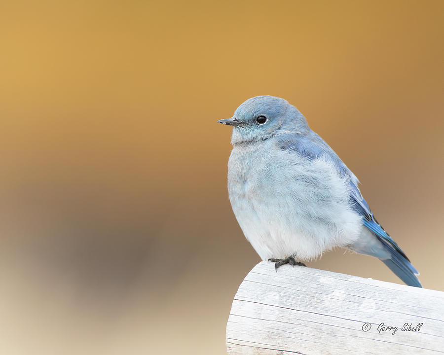 M Bluebird Photograph by Gerry Sibell