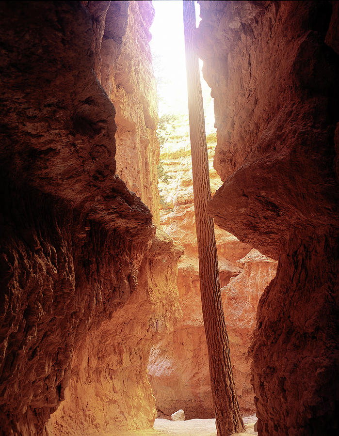M- Bryce Canyon Photograph by Gordon Semmens