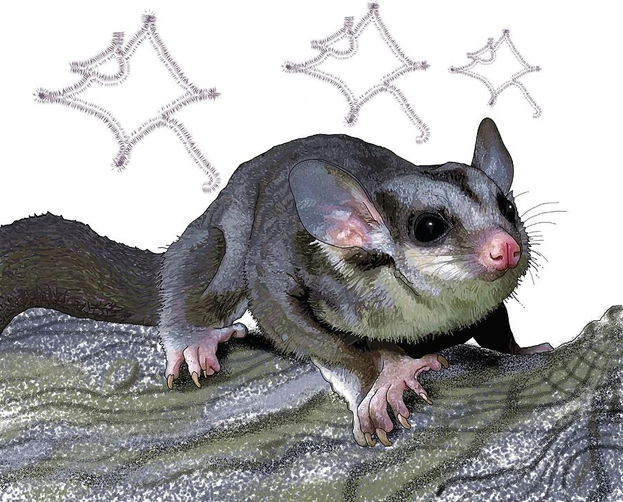 M is for Mahogany Glider Drawing by Joan Stratton