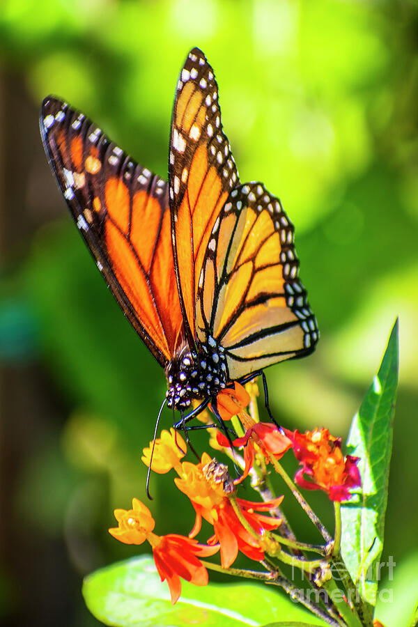 M Monarch Butterfly One Digital Art by Anthony Ellis