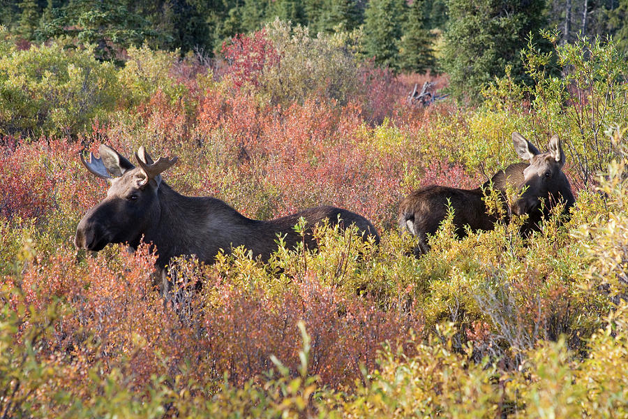 M14 Cow Moose With A Young Bull Moose Photograph by Judy Syring - Pixels