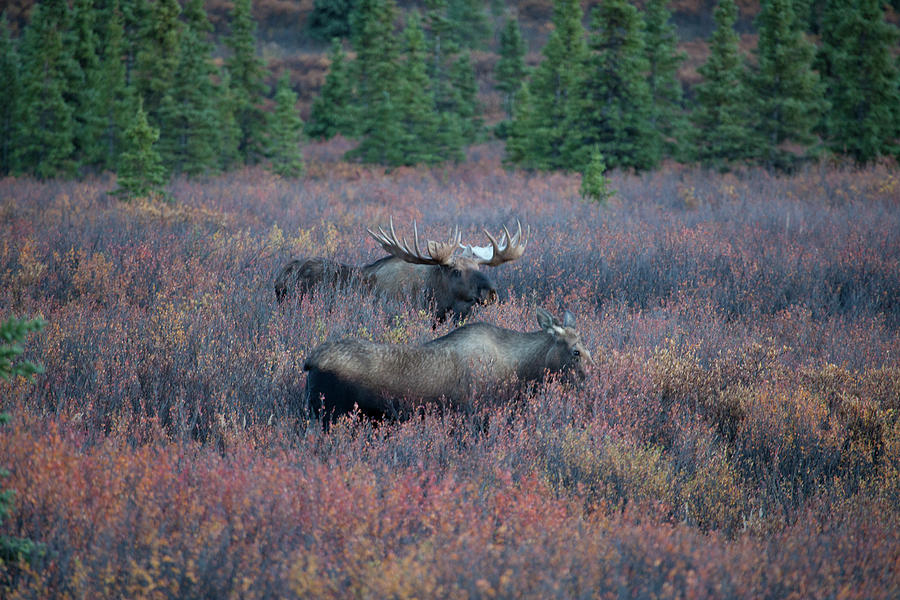 M13 Bull Moose Approaching Cow Moose Photograph by Judy Syring - Pixels