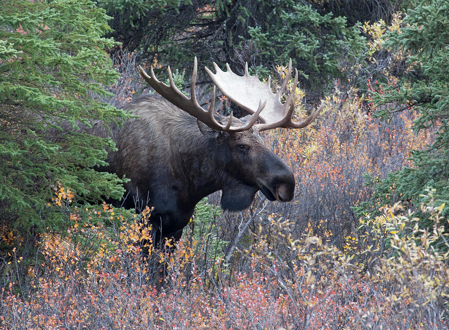 M16 Bull Moose During Rutting Season Photograph by Judy Syring