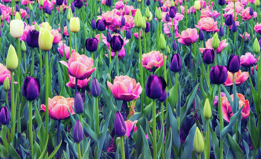 Teeming with Tulips Photograph by Jessica Jenney