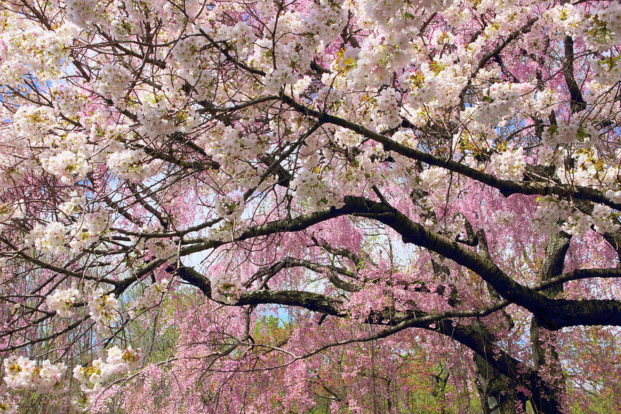 Cherry Blossom Cascade Photograph by Jessica Jenney