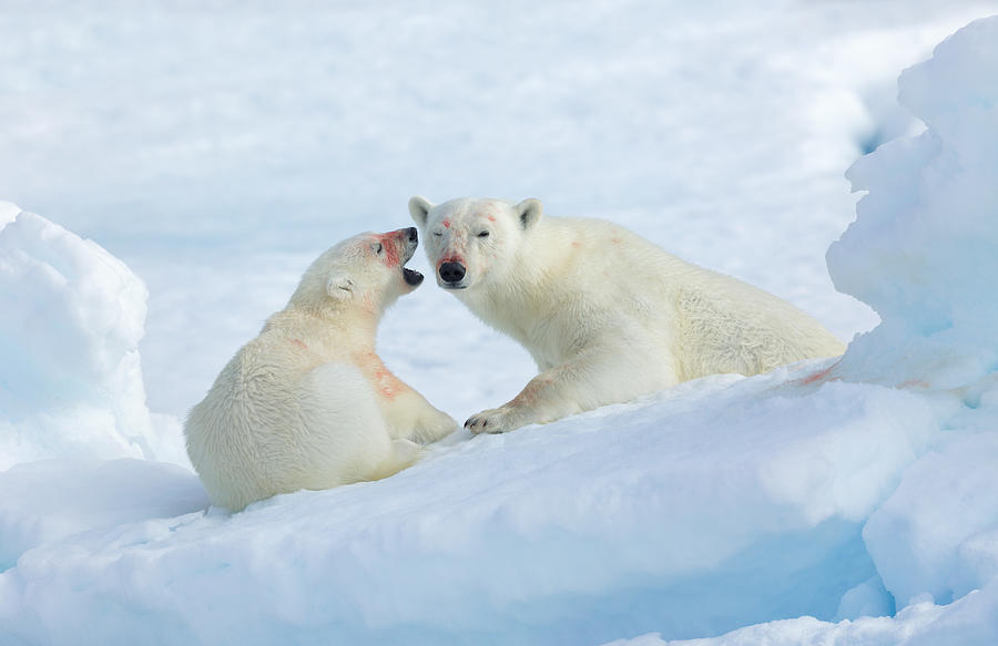 Polar Bear Photograph - Ma! by Christopher Wieting