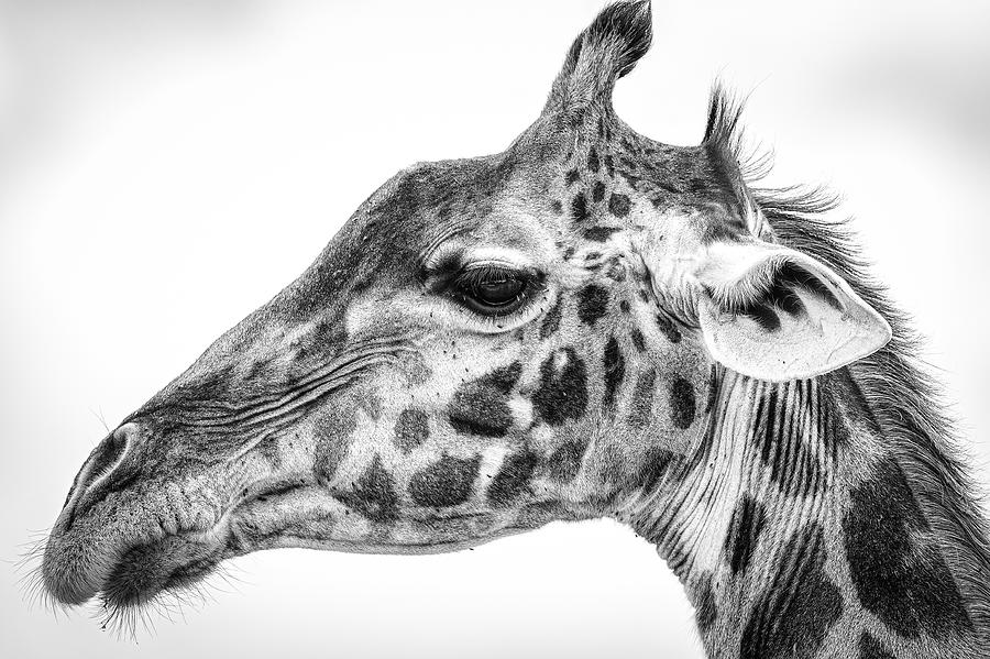 Maasai Giraffe Photograph by Jeffrey C. Sink