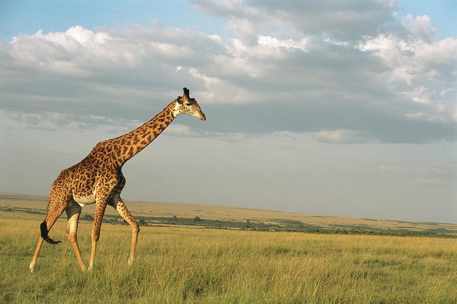 Landscape Photograph - Maasai Giraffe On The Move by James Warwick