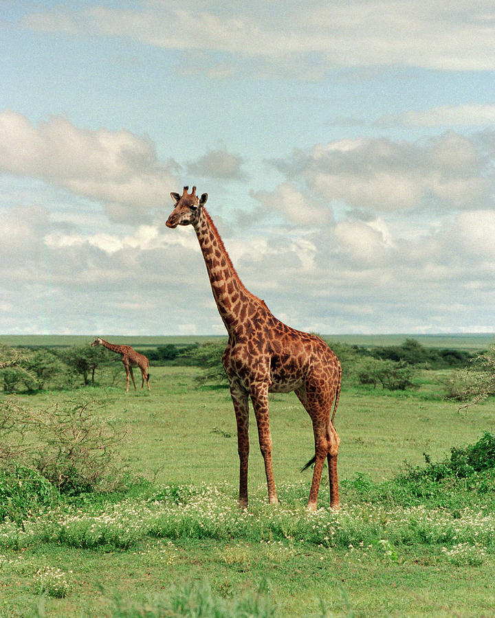 Maasai Giraffes, Serengeti, Tanzania Photograph by Ross Warner - Pixels