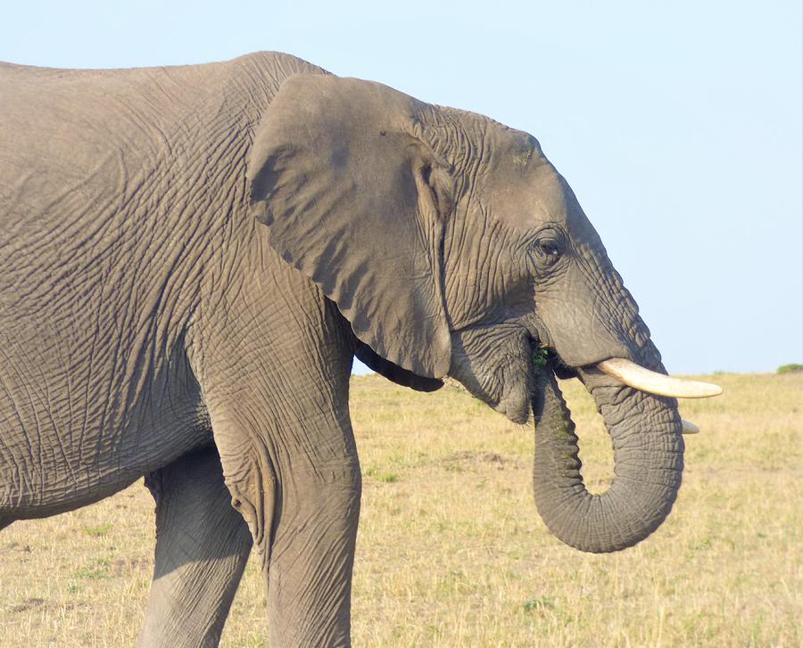 Maasai Mara Elephant Photograph By Ele Footprints - Fine Art America