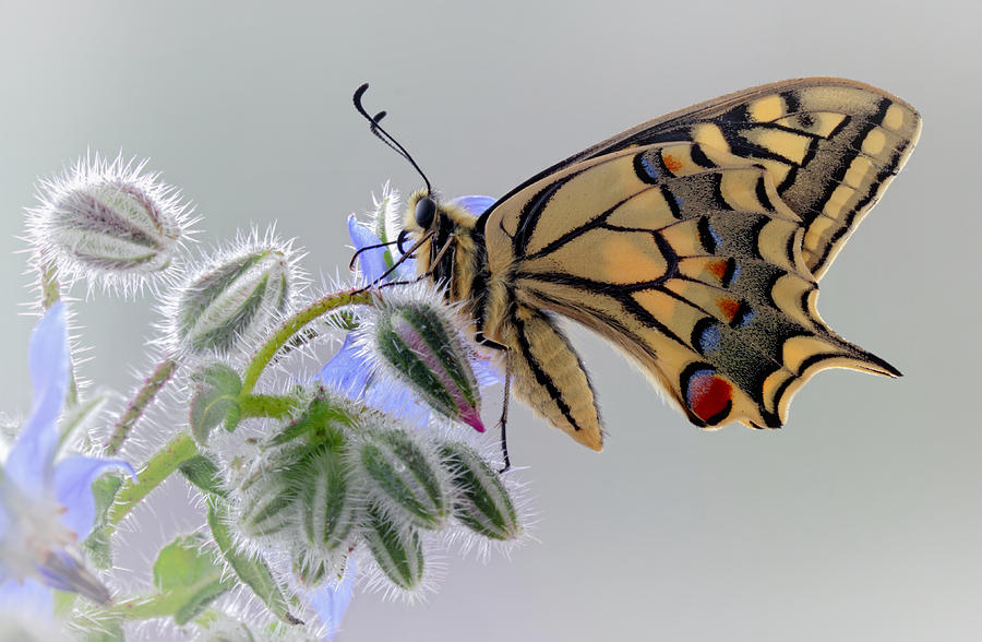 Butterfly Photograph - Macaon by Jimmy Hoffman