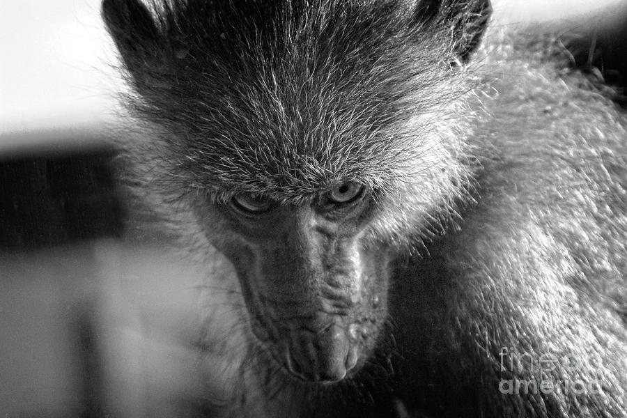 Close-Up Study of a Macaque Monkey  Photograph by Doc Braham