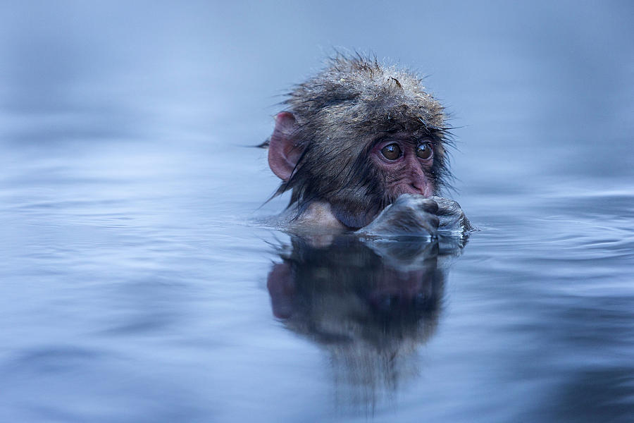 Macaque Monkey In Yokoyu River, Monkey Hotsprings, Nagano, Japan. Photograph by Klaus Fengler