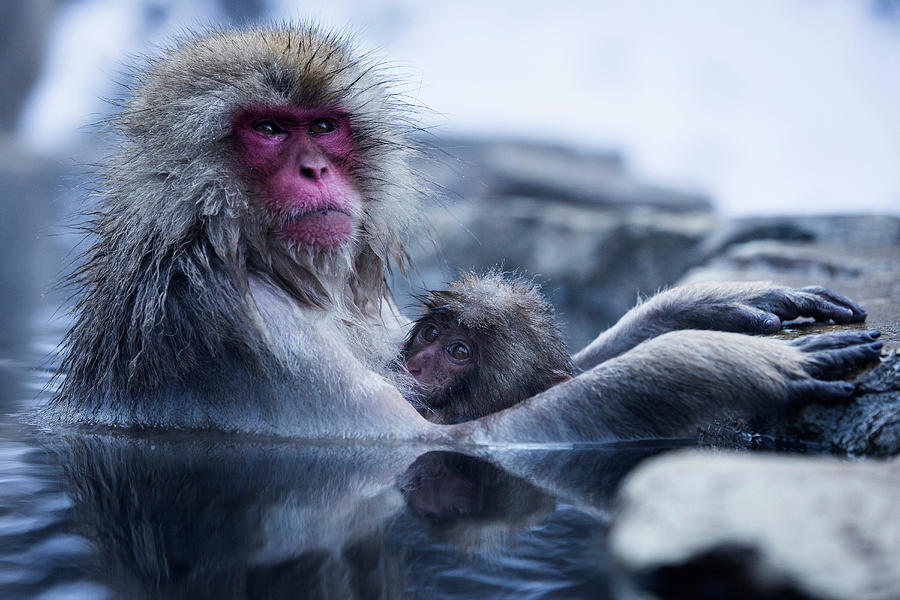 Macaque Monkey With Cub In Yokoyu River, Monkey Hotsprings, Nagano ...