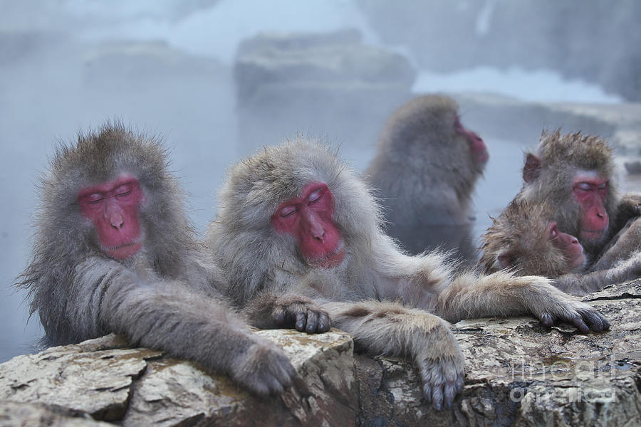 Macaques In A Hot Spring At Jigokudani Photograph by Masashi Mochida