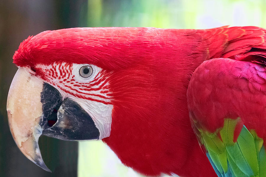 Macaw 4 Photograph by Nadia Sanowar