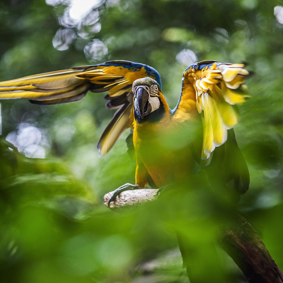 Macaw Digital Art by Antonino Bartuccio