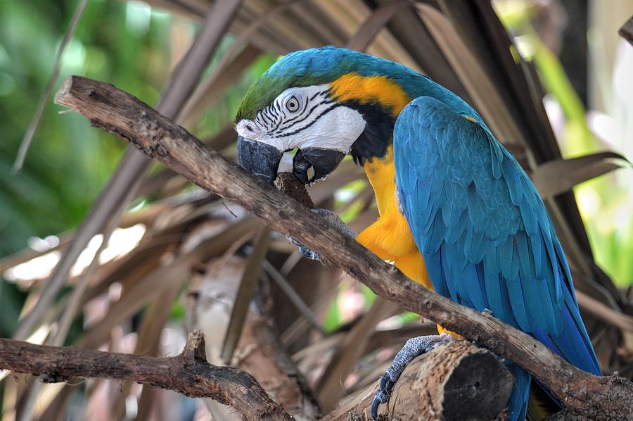Macaw Photograph by Debra Kewley