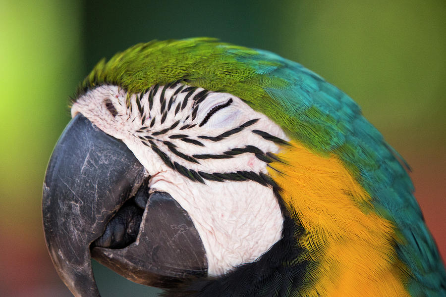 Macaw Details Photograph