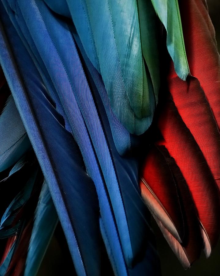 Feather Photograph - Macaw Feathers Abstract by Ivan Lesica