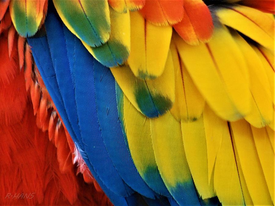 Macaw Feathers I I Photograph by Rob Hans
