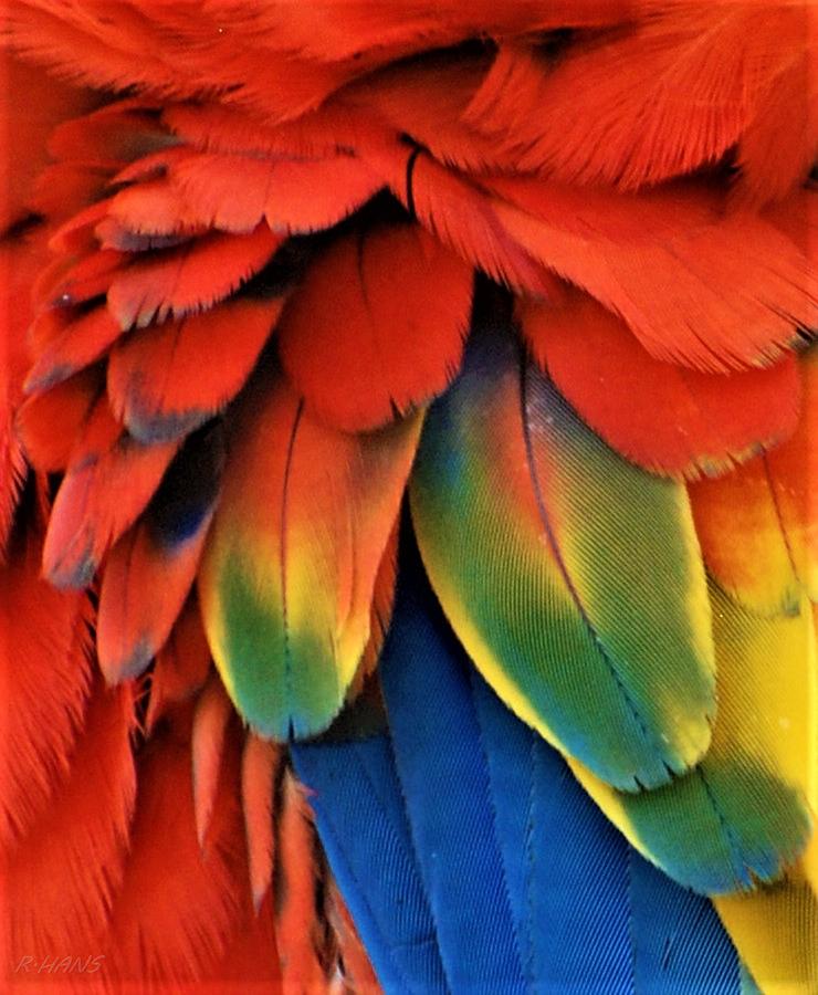 Macaw Feathers I I I Photograph by Rob Hans